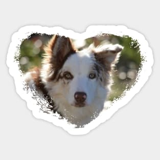 Love Border Collies Sticker